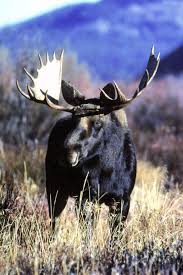 moose