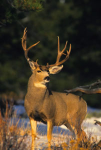 mule deer